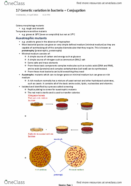 GENE20001 Lecture Notes - Lecture 17: Replica Plating, Auxotrophy, Genetic Variation thumbnail