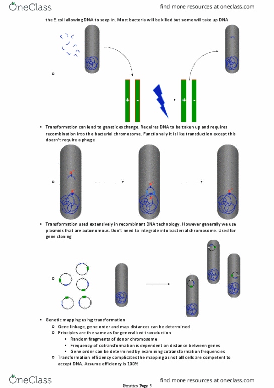 GENE20001 Lecture Notes - Lecture 19: Escherichia Coli, Chromosome, Hfr Cell thumbnail