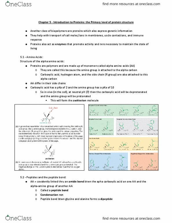 BIOCHEM 2EE3 Chapter Notes - Chapter 5: Carboxylic Acid, Alpha And Beta Carbon, Zwitterion thumbnail