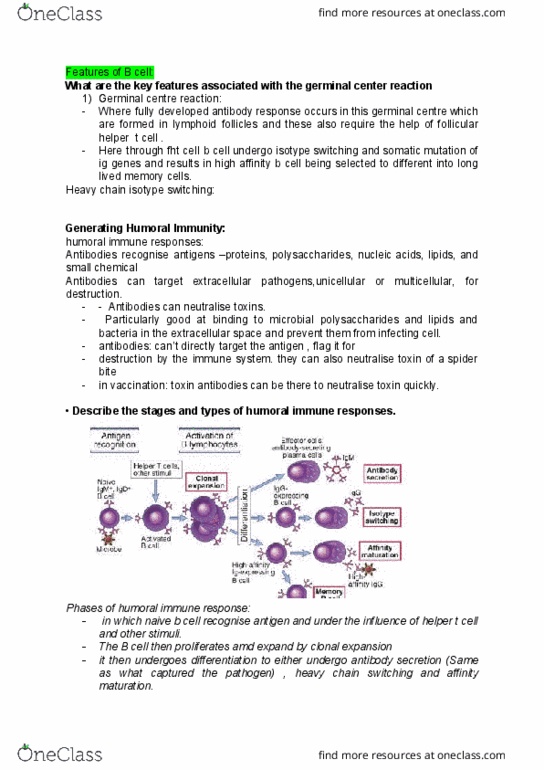 IMM2011 Lecture Notes - Lecture 16: Immunoglobulin Class Switching, Germinal Center, Affinity Maturation thumbnail