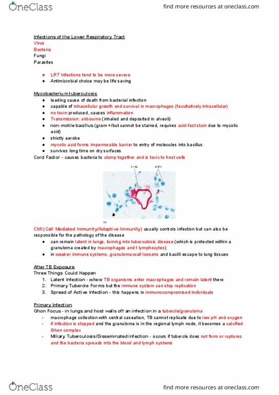 MMI133 Lecture Notes - Lecture 24: Mycobacterium Tuberculosis, Granuloma, Lymph Node thumbnail