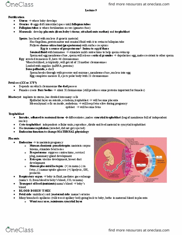 PSL300H1 Lecture Notes - Lecture 9: Human Placental Lactogen, Human Chorionic Gonadotropin, Fallopian Tube thumbnail