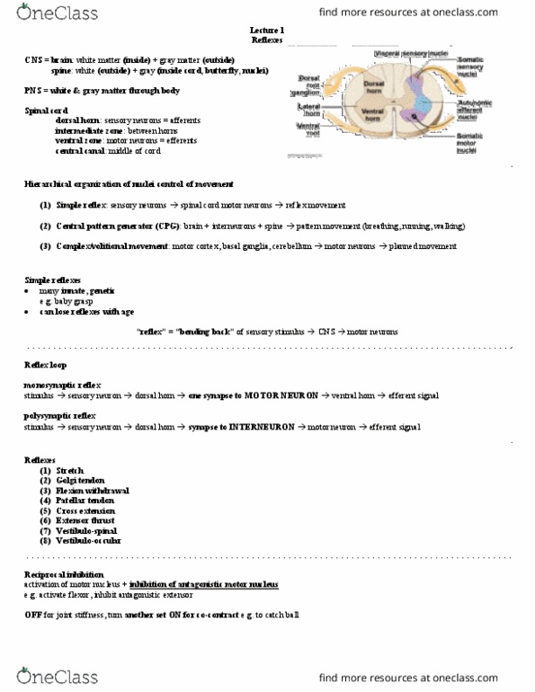 PSL300H1 Lecture Notes - Lecture 27: Patellar Ligament, Central Pattern Generator, Golgi Tendon Organ thumbnail