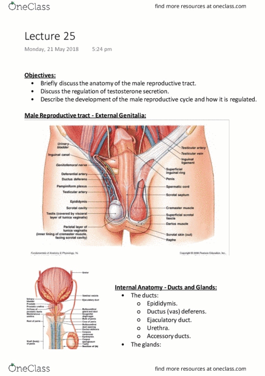 BM1011 Lecture Notes - Spring 2018, Lecture 25 - Ejaculatory Duct ...