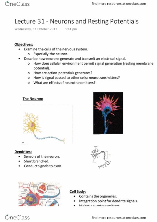 BM1022 Lecture Notes - Lecture 31: Resting Potential, Myelin, Active Transport thumbnail