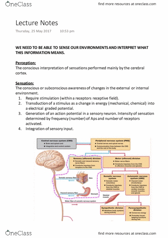 PC1001 Lecture Notes - Lecture 12: Cerebral Cortex, Sensory Neuron, Receptive Field thumbnail