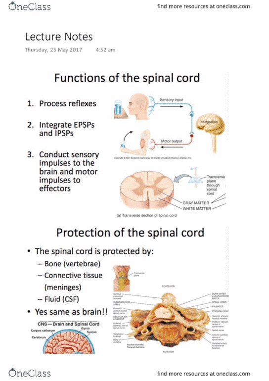 PC1001 Lecture Notes - Lecture 10: Anatomical Terms Of Location, Noxious Stimulus, Muscle Spindle thumbnail