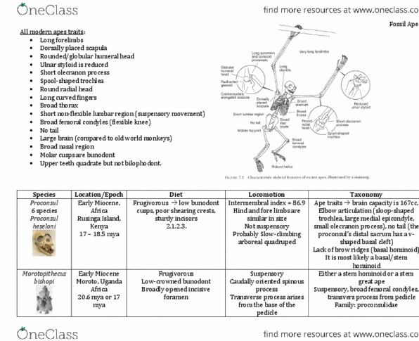 ANTC99H3 Chapter Notes -Oreopithecus, Phalanx Bone, Rusinga Island thumbnail