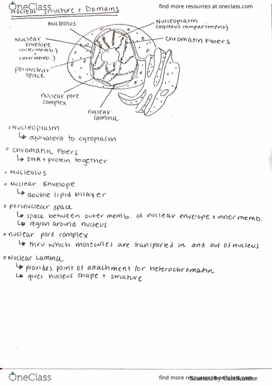 Nuclear Domains Concept Map MCB 150 Lecture 2: nuclear domains   OneClass