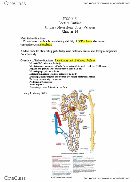 HSC 215 Lecture Notes - Lecture 14: Osmotic Concentration, Erythropoietin, Renin thumbnail