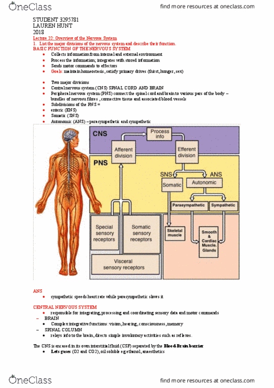 HUBS1403 Lecture Notes - Lecture 22: Central Nervous System, Somatic Nervous System, Peripheral Nervous System thumbnail