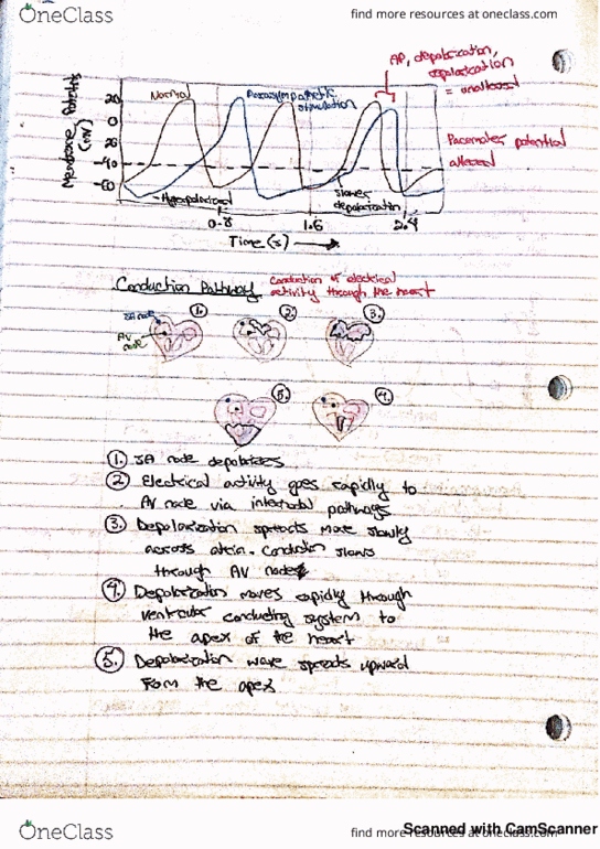 IPHY 3480 Lecture 6: Cardiovascular Physiology 7/18/18 thumbnail