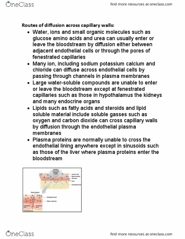 BIO210Y5 Lecture Notes - Lecture 1: Capillary Pressure, Extracellular Fluid, Homeostasis thumbnail