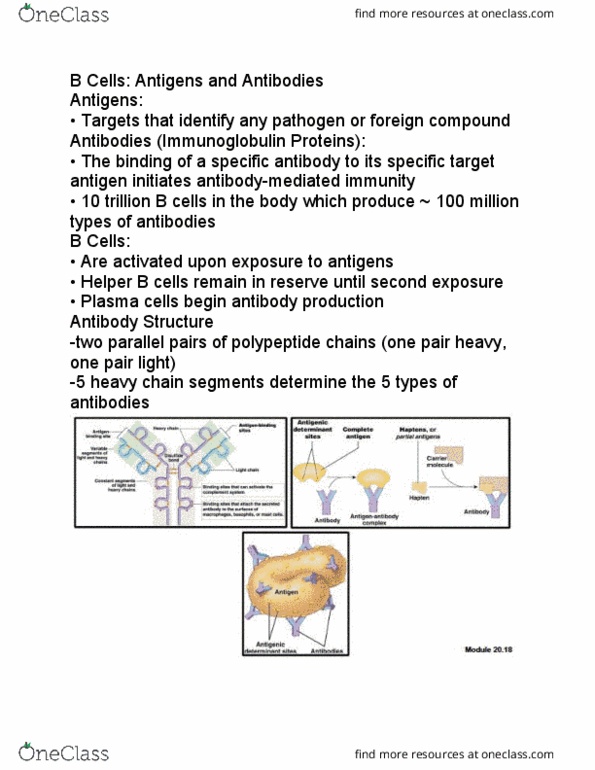 BIO210Y5 Lecture Notes - Lecture 5: Antigen, Peptide, Mast Cell thumbnail