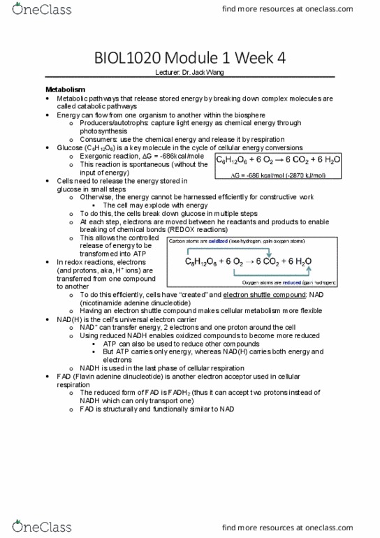 BIOL1020 Lecture Notes - Lecture 4: Flavin Adenine Dinucleotide, Exergonic Reaction, Light-Dependent Reactions thumbnail