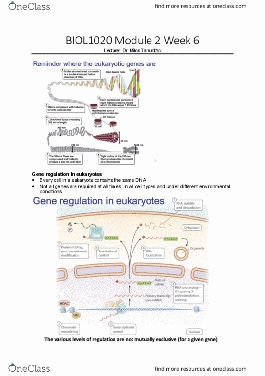 BIOL1020 Lecture Notes - Lecture 6: Polyadenylation, Intron, Heterochromatin thumbnail
