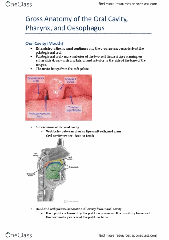 CAM202 Lecture Notes - Lecture 1: Palatoglossal Arch, Mouth, Palatine Bone thumbnail