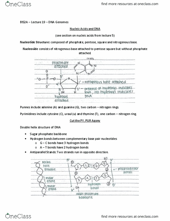 BIS 2A Lecture Notes - Lecture 19: Nucleic Acid Double Helix, Pentose, Nitrogenous Base thumbnail