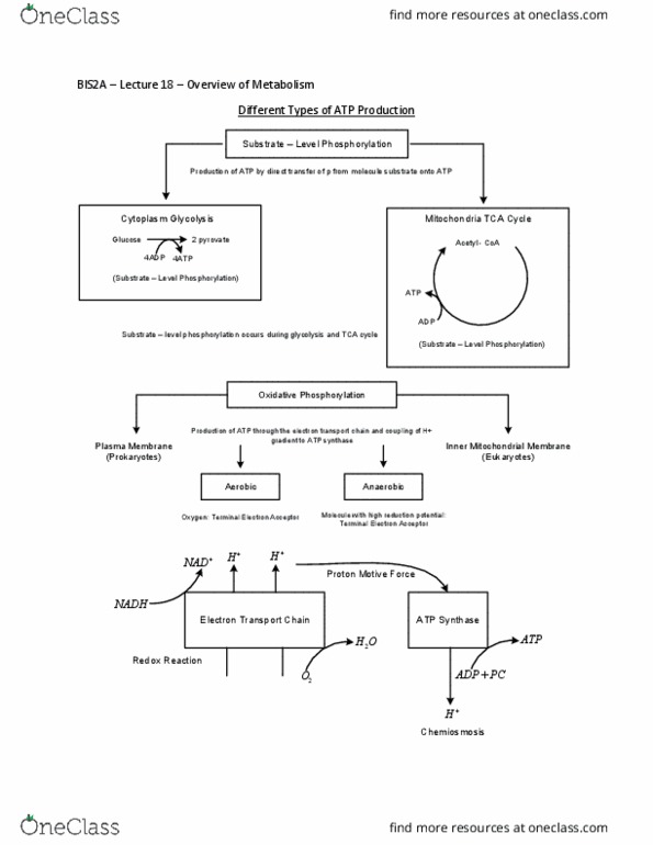 BIS 2A Lecture Notes - Lecture 18: Electron Transport Chain, Atp Synthase, Citric Acid Cycle thumbnail