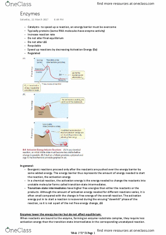 BIOL10002 Lecture Notes - Lecture 6: Activation Energy, Reaction Rate, Exergonic Process thumbnail