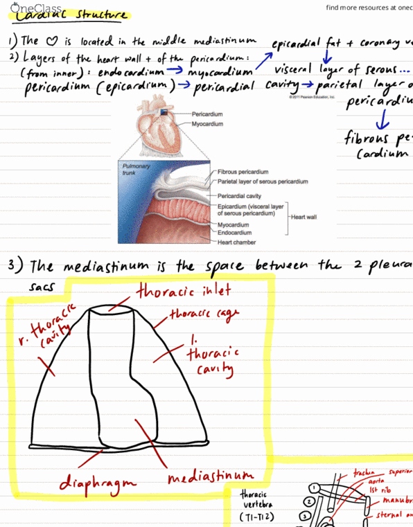 MFAC1523 Lecture Notes - Lecture 1: Thoracic Inlet, Aortic Arch, Sterno thumbnail
