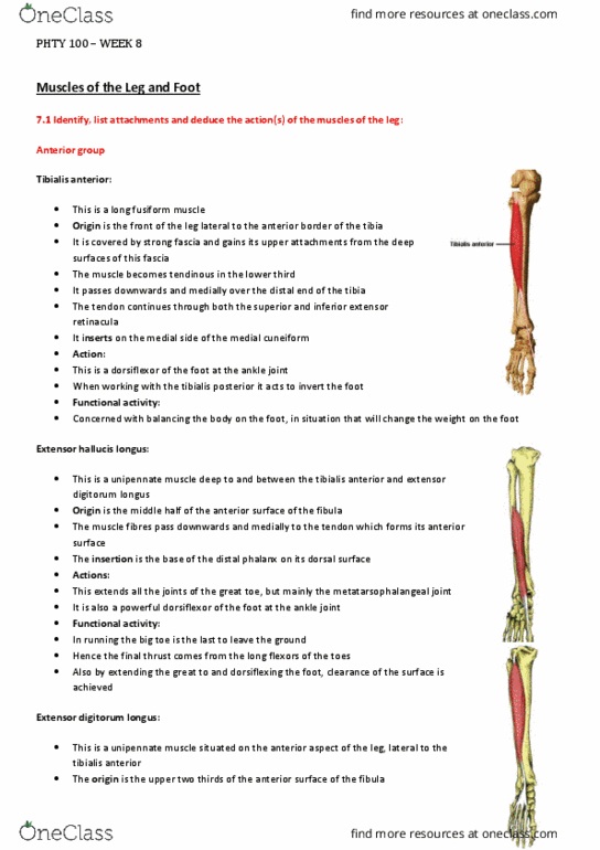 PHTY100 Lecture Notes - Lecture 8: Extensor Digitorum Longus Muscle, Extensor Hallucis Longus Muscle, Flexor Digitorum Longus Muscle thumbnail