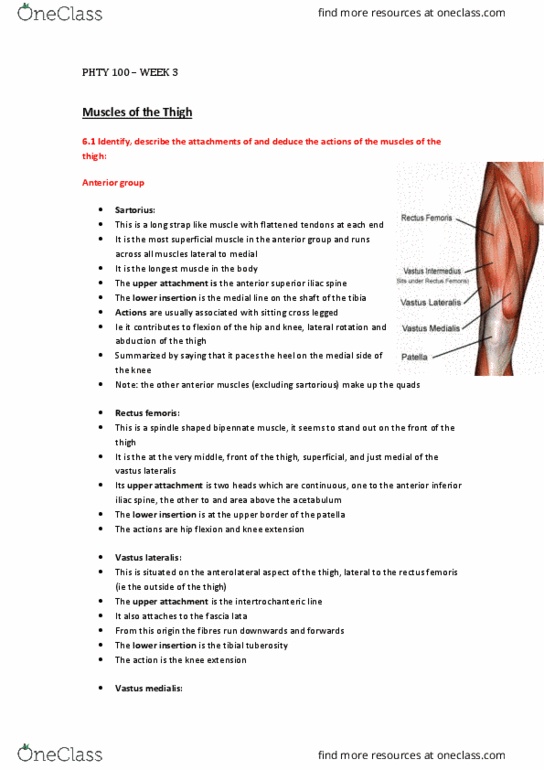 PHTY100 Lecture Notes - Lecture 3: Anterior Inferior Iliac Spine, Anterior Superior Iliac Spine, Vastus Lateralis Muscle thumbnail