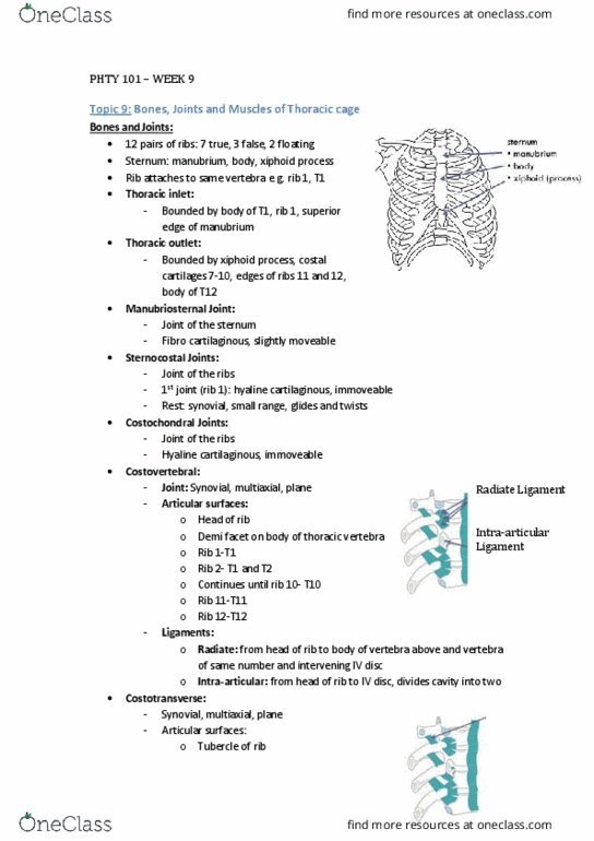 PHTY101 Lecture Notes - Lecture 9: Thoracic Vertebrae, Thoracic Inlet, Rib Cage thumbnail