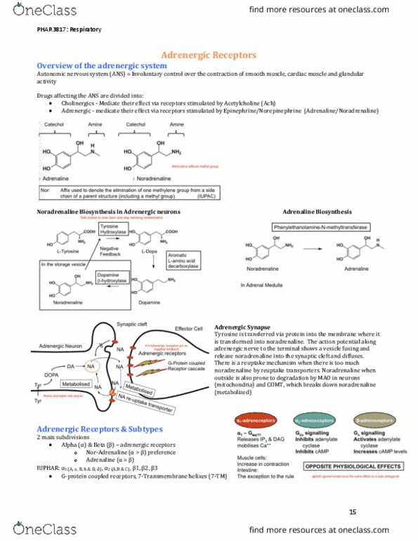 PHAR3817 Lecture Notes - Lecture 3: Adrenergic Receptor, International Union Of Basic And Clinical Pharmacology, Sympathetic Nervous System thumbnail