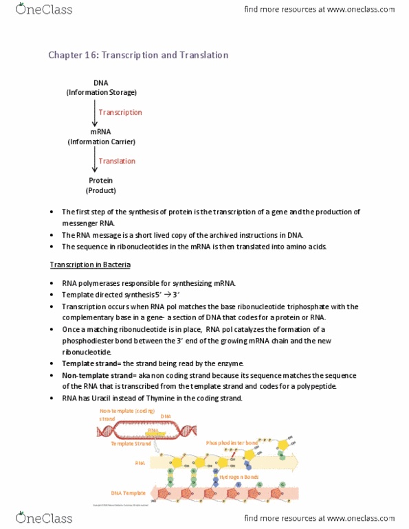 BIOLOGY 1A03 Chapter Notes - Chapter 16: Aminoacyl-Trna, Snrnp, Ribosomal Rna thumbnail