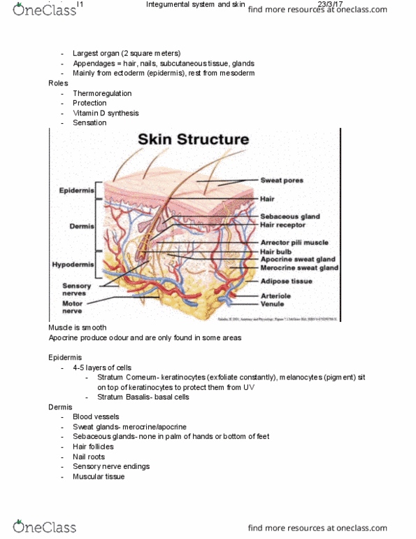 ANAT20006 Lecture Notes - Lecture 11: Subcutaneous Tissue, Keratinocyte, Apocrine thumbnail