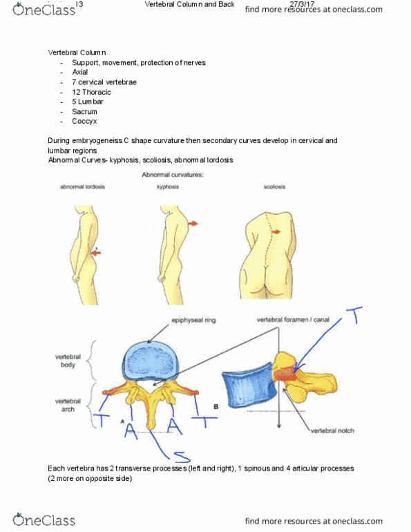 ANAT20006 Lecture Notes - Lecture 13: Cervical Vertebrae, Spinal Nerve, Articular Processes thumbnail