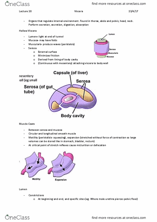 ANAT20006 Lecture Notes - Lecture 20: Pelvic Floor, Urethra, Defecation thumbnail