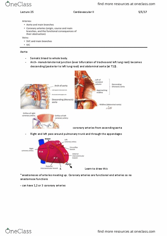 ANAT20006 Lecture Notes - Lecture 25: Coronary Circulation, Ascending Aorta, Pulmonary Artery thumbnail