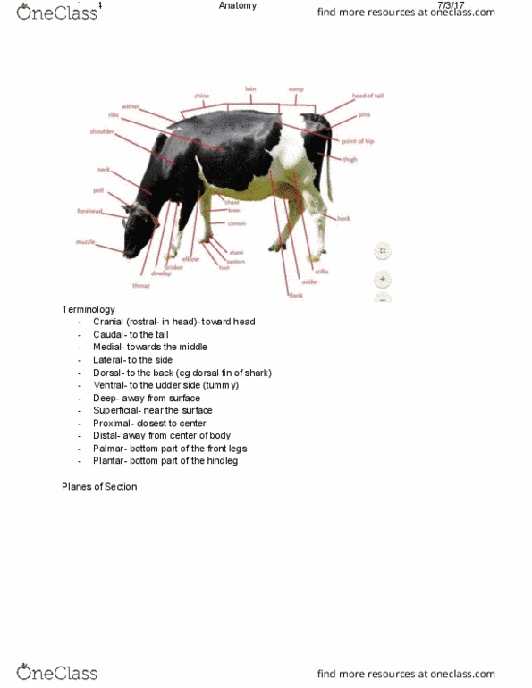 DASC20010 Lecture Notes - Lecture 4: Udder, Anatomical Terms Of Location, Sesamoid Bone thumbnail