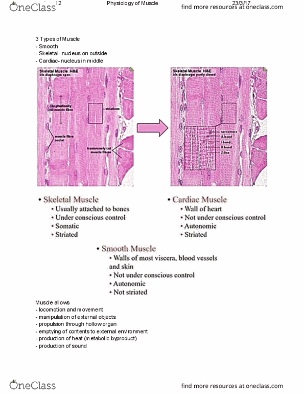 DASC20010 Lecture Notes - Lecture 12: Skeletal Muscle, Sarcolemma, Cytosol thumbnail