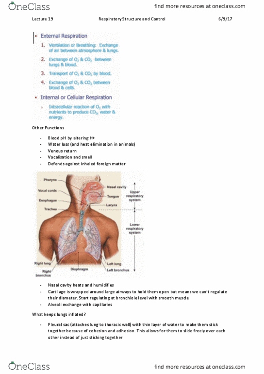 PHYS20008 Lecture Notes - Lecture 19: Nasal Cavity, Thoracic Wall, Ph thumbnail