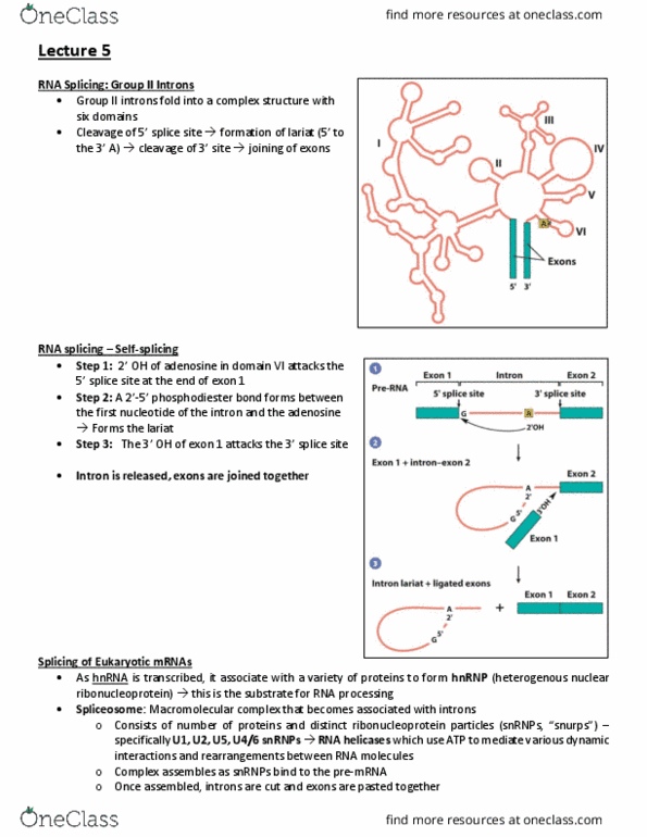 BIOB11H3 Lecture Notes - Lecture 5: Snrnp, Ribonucleoprotein, U2Af2 thumbnail