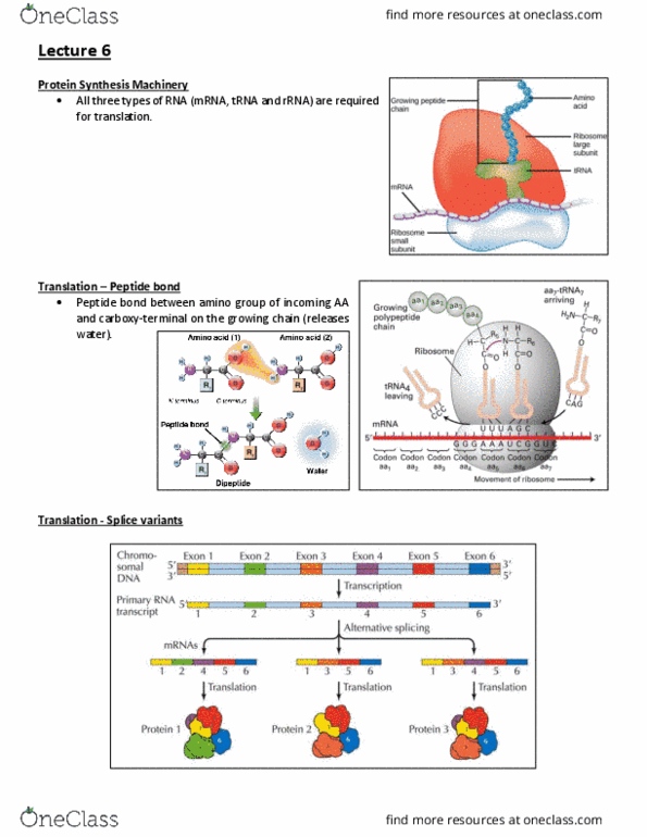 BIOB11H3 Lecture Notes - Lecture 6: Stop Codon, N-Formylmethionine, Eif1 thumbnail