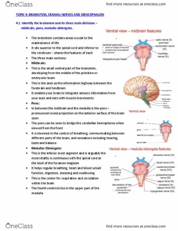 PHTY201 Lecture Notes - Lecture 4: Cranial Nerve Nucleus, Medial Geniculate Nucleus, Lateral Geniculate Nucleus thumbnail