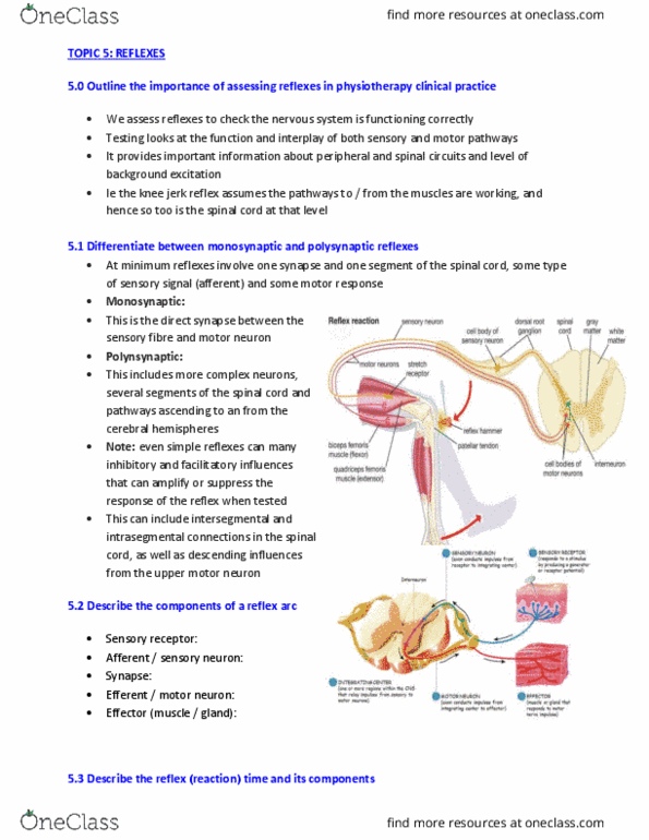 PHTY201 Lecture Notes - Lecture 5: Upper Motor Neuron, Reflex Arc, Spinal Cord thumbnail