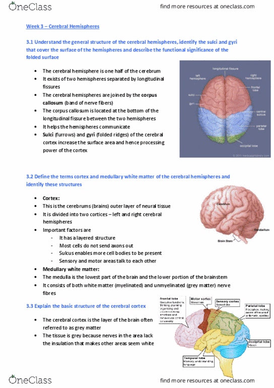 PHTY201 Lecture Notes - Lecture 3: Inferior Frontal Gyrus, Superior Frontal Gyrus, Inferior Temporal Gyrus thumbnail