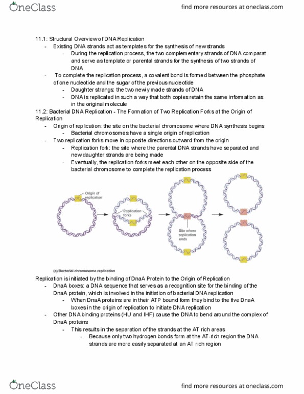 PCB 3063 Lecture Notes - Lecture 6: Covalent Bond, Dnaa, Chromosome thumbnail