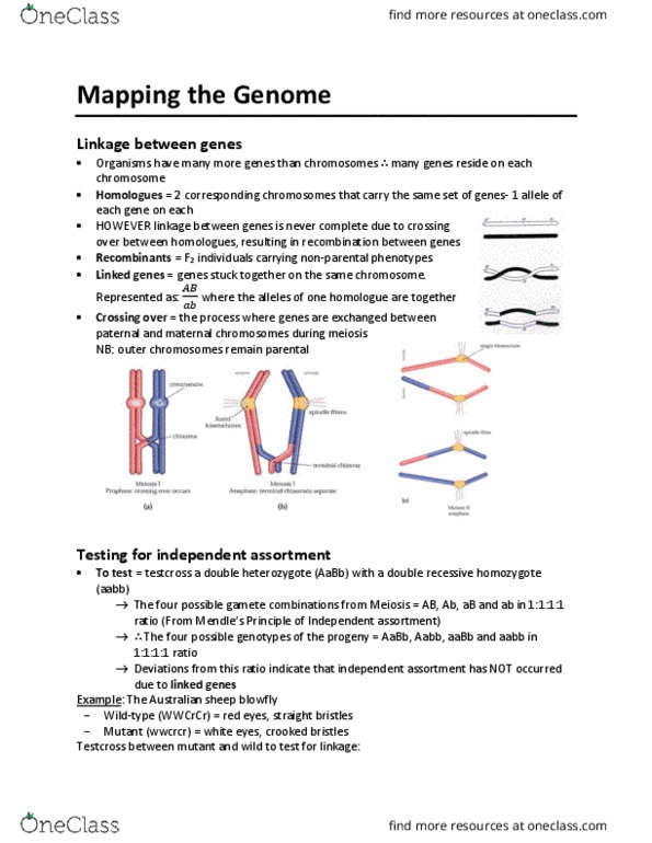 BIOL1001 Lecture Notes - Lecture 15: Zygosity, Meiosis, Chromosome thumbnail