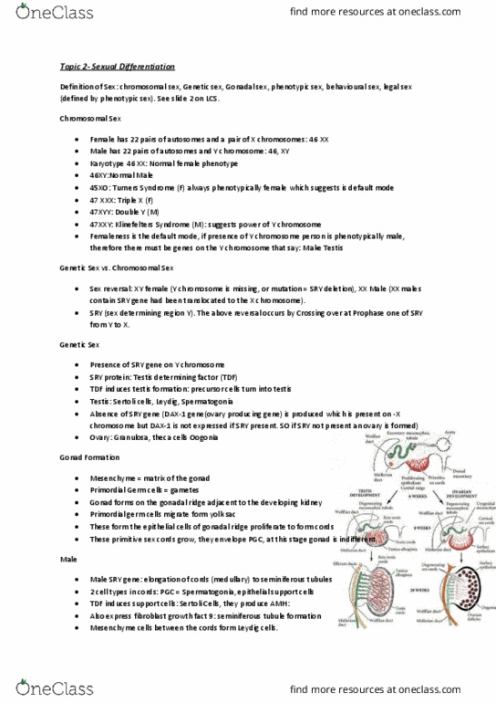GRS4101 Lecture Notes - Lecture 1: Loose Connective Tissue, Y Chromosome, Fetus thumbnail