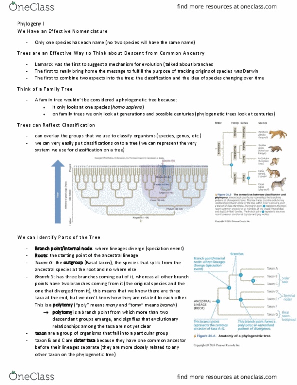 BIO153H5 Lecture Notes - Lecture 12: Homo Sapiens, Polytomy thumbnail