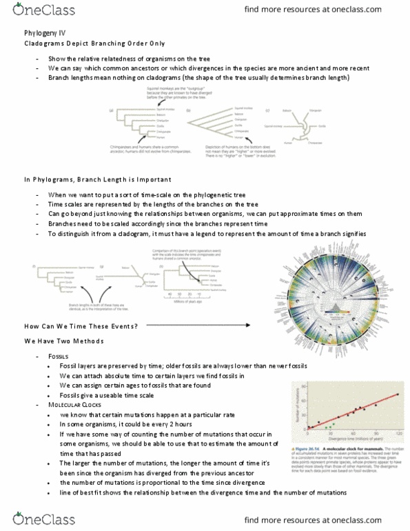 BIO153H5 Lecture Notes - Lecture 9: Absolute Time And Space, Mutation Rate, Phylogenetic Tree thumbnail
