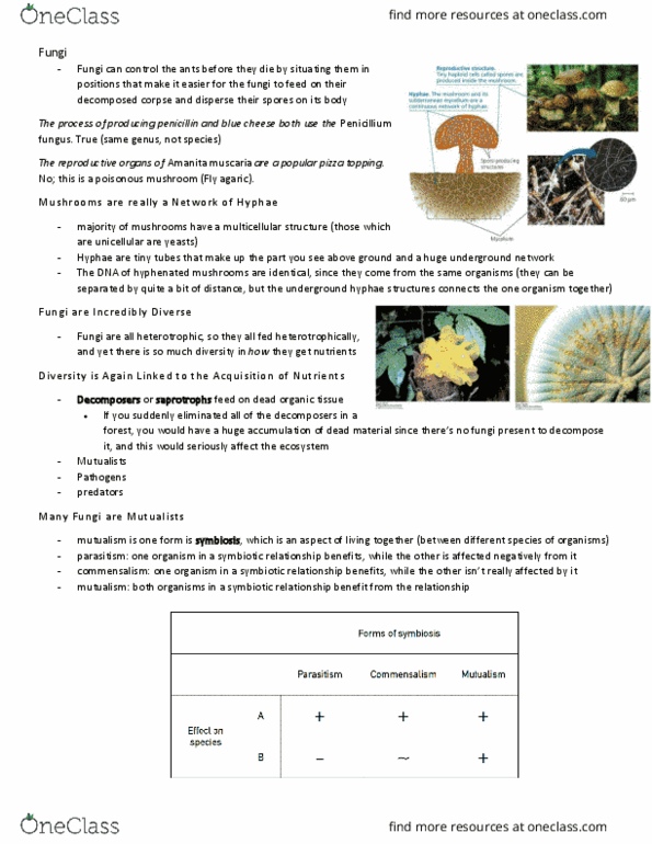 BIO153H5 Lecture Notes - Lecture 16: Decomposer, Blue Cheese, Amanita Muscaria thumbnail