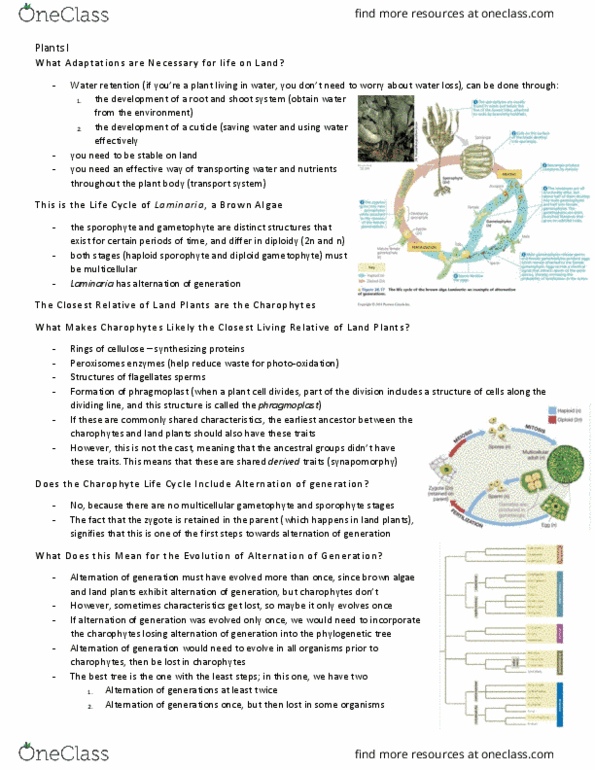 BIO153H5 Lecture Notes - Lecture 7: Gametophyte, Phragmoplast, Laminaria thumbnail