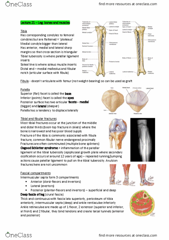 ANAT30007 Lecture Notes - Lecture 21: Plantaris Muscle, Neurovascular Bundle, Calcaneus thumbnail